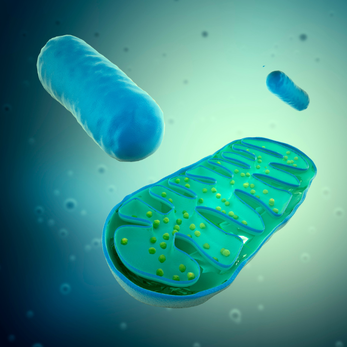 mitochondria meerdere